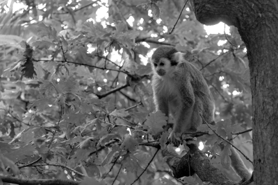 Monkey 1, par Xavier E. G. Dierick